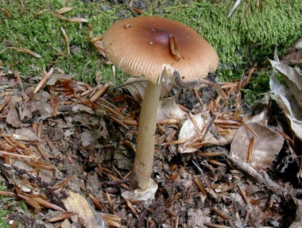 1695 Giugno vecchio ritrovamento